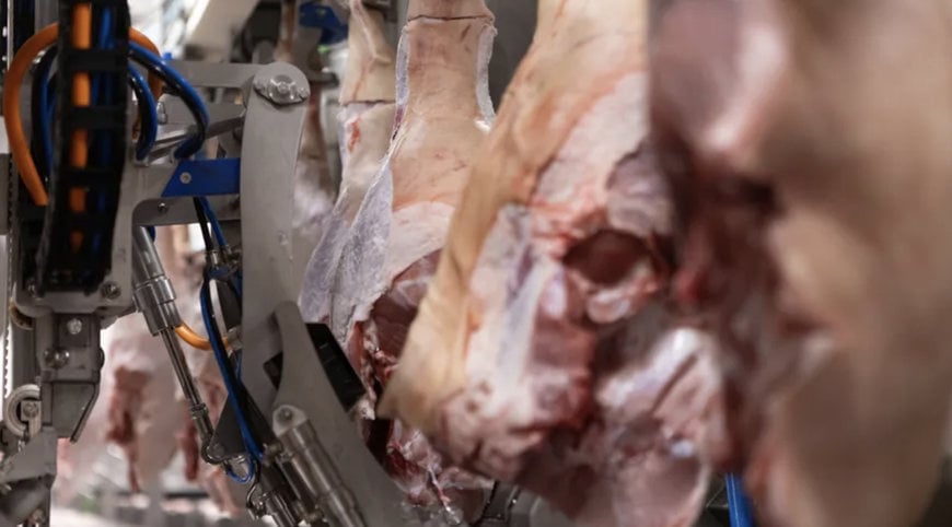 Marel explores innovation in pork deskinning with the new DeboFlex Inline Skinner